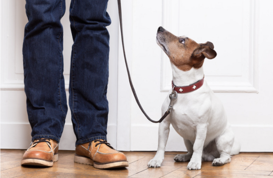 dog franchise owner works with francoach to find the best pet franchises